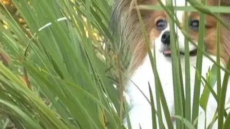 The Bracelet of Bordeaux