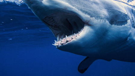 Shark Attack Survival Guide