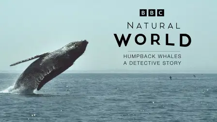 Natural World: Humpback Whales, A Detective Story