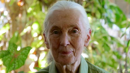 Jane Goodall: Die nächste Generation