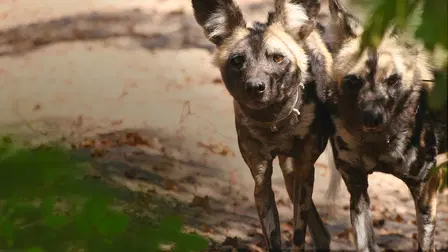 Wild Dog Island