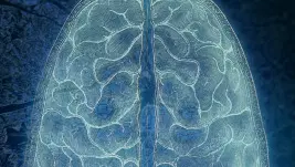 Tu cerebro