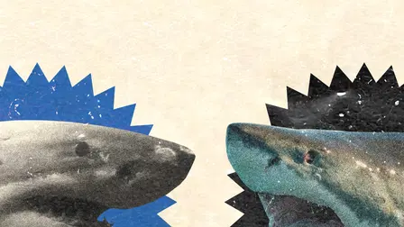 Batalla de tiburones: Phred vs. Slash