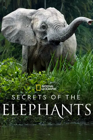 Secrets of the Elephants