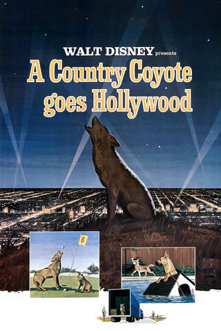Un coyote en Hollywood