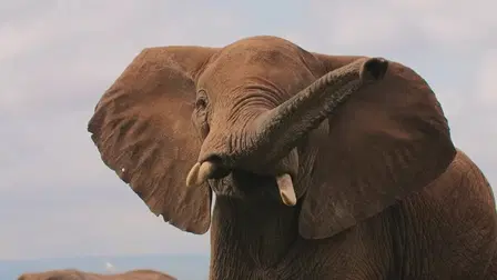 An Elephant Away