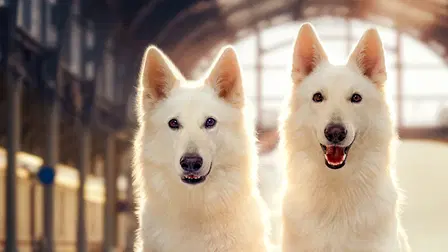 O psie, który jeździł koleją 2