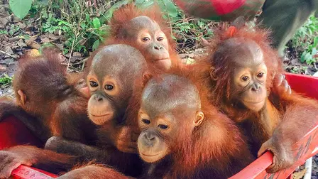 Operation Orangutan