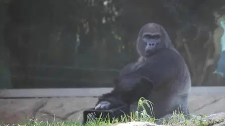 Harambe