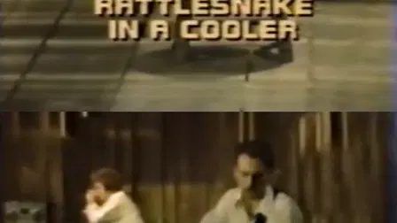 Rattlesnake in a Cooler