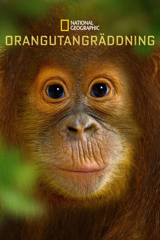 Orangutangräddning