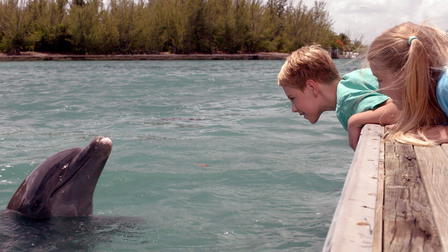 A Dolphin Kick
