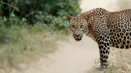 Villi Sri Lanka: Leopardin valtakunta