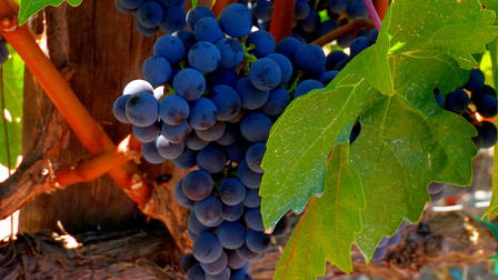 The Routes to Roots: Napa and Sonoma