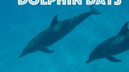 Dolphin Days