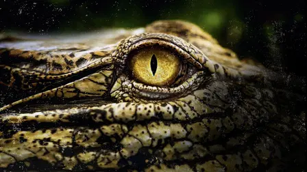 Geheimnisse der Nilkrokodile