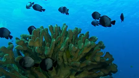 Aquariums: The Dark Hobby