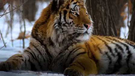 Amba: The Russian Tiger