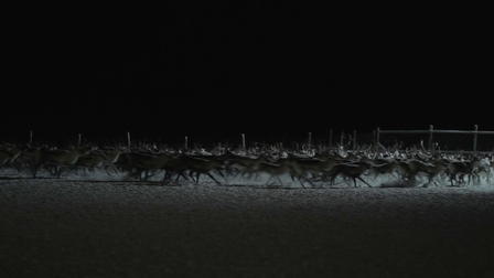 Untold Odyssey: Reindeer Wrangling