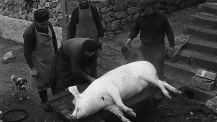 The Pig