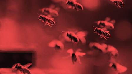 Killer Swarms