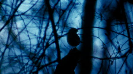 The Legend of Boggy Creek
