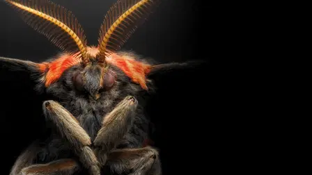 Micro Monsters with David Attenborough