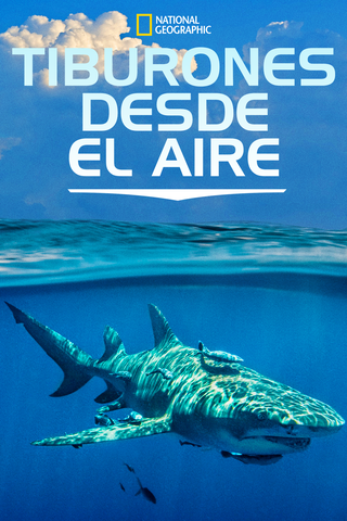 Tiburones desde el aire