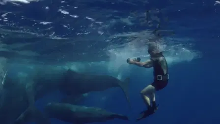 Marine Mammals - Born to Swim