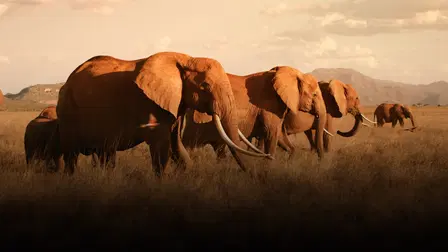 The Elephant Queen