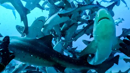 Attack of the Samurai Sharks