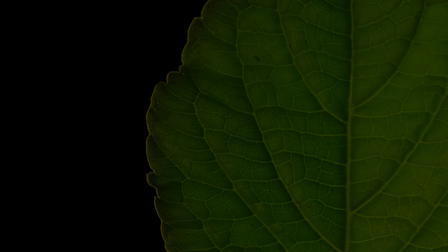 Salvia Divinorum: A Western Approach