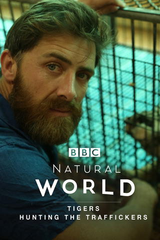 Natural World: Tigers, Hunting the Traffickers