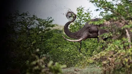 Mal d'Africa