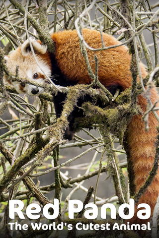Red Panda