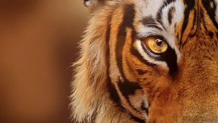 Tigres : le making of