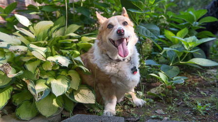 Seniors: A Dogumentary