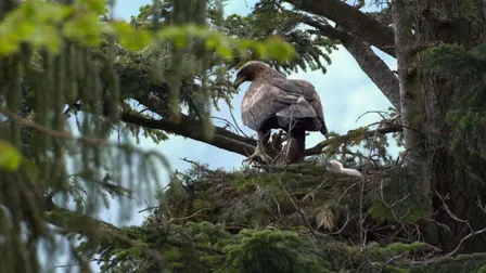 King of the Mountains - Golden Eagle