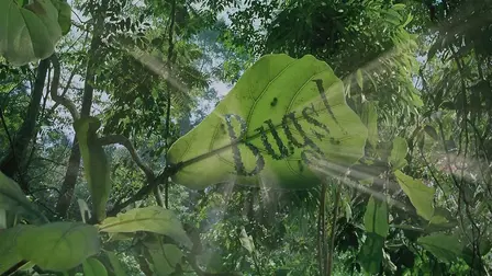 Bugs!