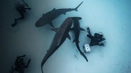 Isle of Jaws: Blood Brothers
