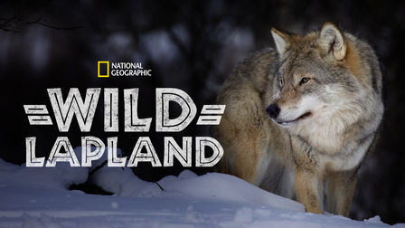Wild Lapland