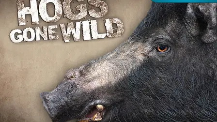 Hogs Gone Wild