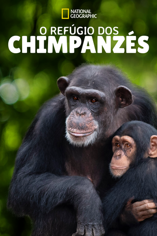 O Refúgio dos Chimpanzés