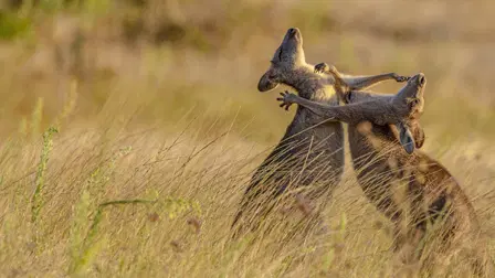 Primal Combat