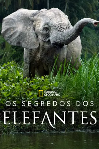 Os Segredos dos Elefantes