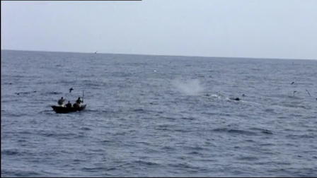 Sperm Whales - Dealing With the Unexpected