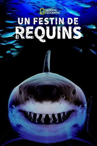 Un festin de requins