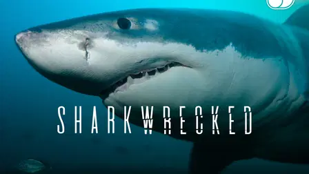 Naufragio entre tiburones