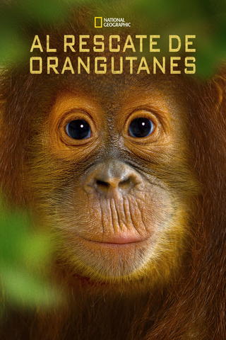 Al rescate de orangutanes