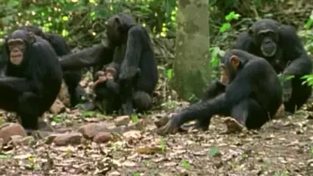 Les sprits du Congo